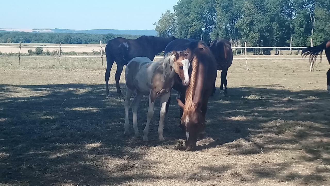 Jad Ranch 호텔 Raucourt-et-Flaba 외부 사진